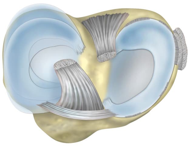 Meniscus preservation, Professor Paul Lee